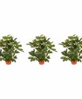 3x groene schefflera baby struik kunstplanten 55 cm voor binnen